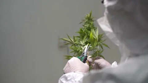 Cannabis flower pruning by an expert Stock Footage 200911324