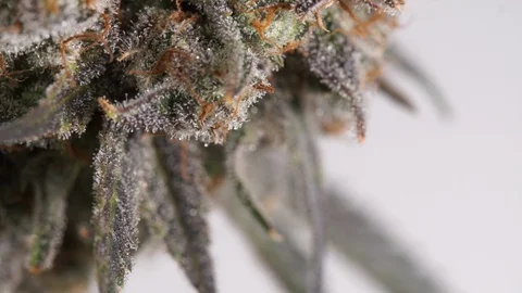 Cannabis flower with trichomes Stock Footage 101033282