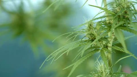 Cannabis flowers Video stock 151335171