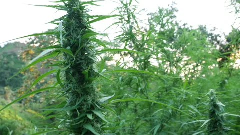 Cannabis Flowers Stock Footage 165414154