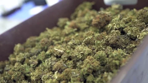 Cannabis flowers, highlighting the unique features of this versatile and Stock Footage 252574757