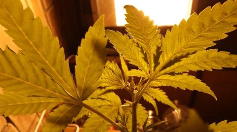 Cannabis foliage texture on light source background Stock Photos