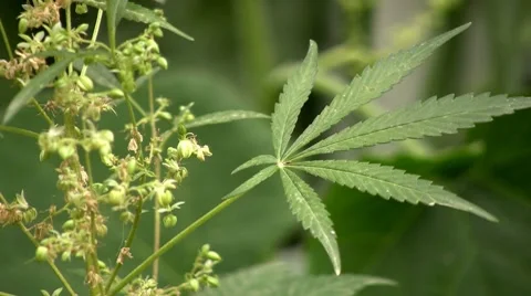 Cannabis Video stock 7768050