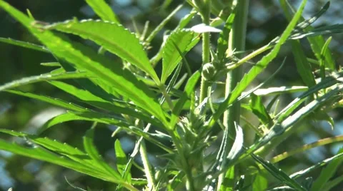 Cannabis Stock Footage 7768906