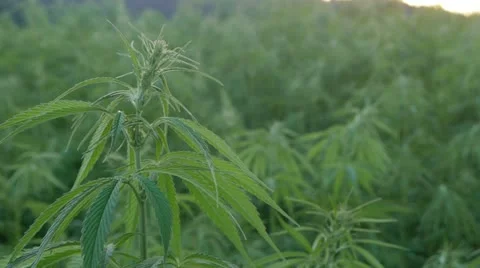 Cannabis Vidéo 20586211