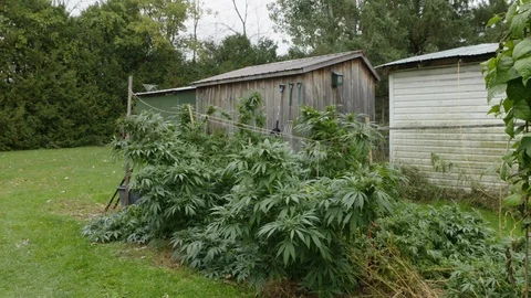 Cannabis Stock Footage 101354359