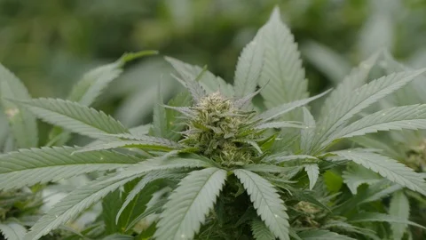 Cannabis Stock Footage 101354367