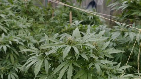 Cannabis Stock Footage 101354647