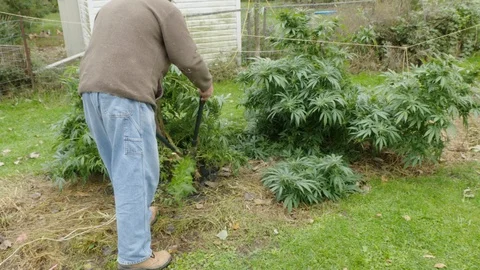 Cannabis Stock Footage 101355195