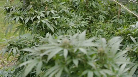 Cannabis Stock Footage 101355249