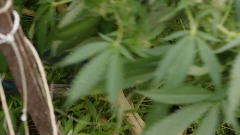Cannabis Stock Footage 101355286