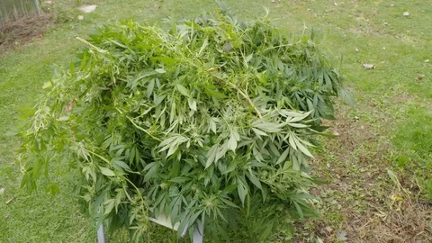 Cannabis Stock Footage 101355647