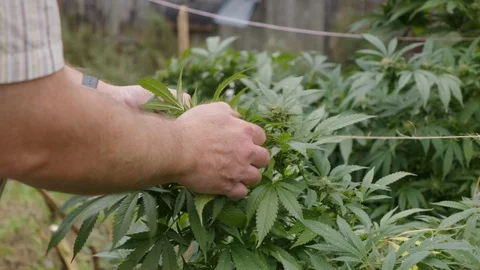 Cannabis Stock Footage 101355795