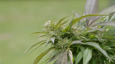 Cannabis Stock Footage 101356730
