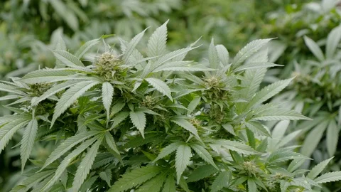 Cannabis Stock Footage 101356740