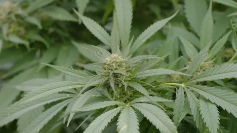 Cannabis Stock Footage 101356795