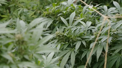Cannabis Stock Footage 101356814