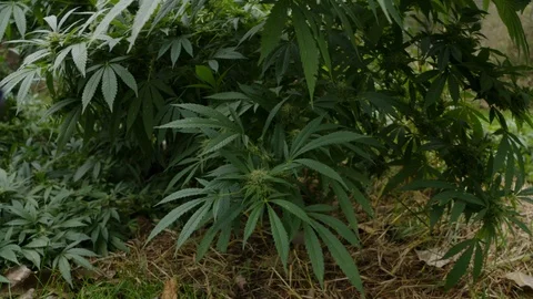 Cannabis Stock Footage 101356926