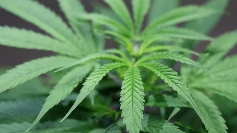 Cannabis Stock Footage 120983649