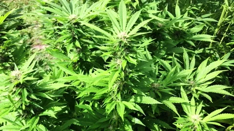 Cannabis Stock Footage 143192557