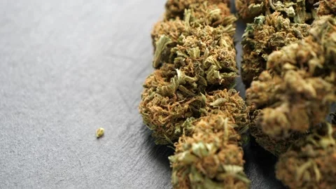 Cannabis Stock Footage 172188442