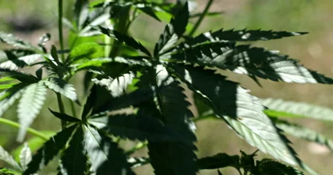 CANNABIS Stock Footage 239035385