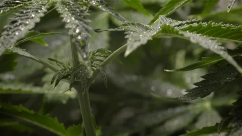 Cannabis growing. camera rises up along young marijuana flower with water drops Stock Footage 108429137