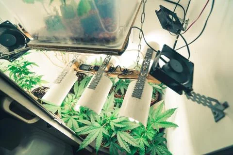 Cannabis growing indoors 2 Stock Photos