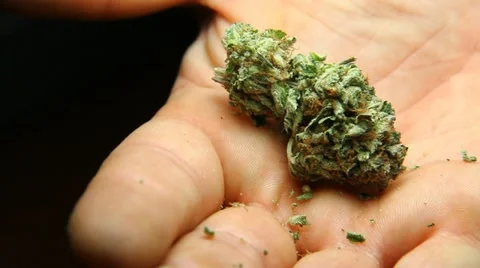 Cannabis in Hand 1 Stock-Footage 18196460