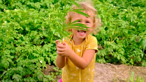 Cannabis in the hands of a child. Selective focus. Stock Footage 274337730