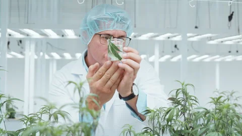 Cannabis health science development program study college university. Stock Footage 256622356