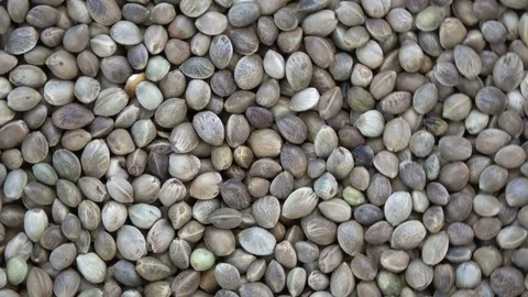 Cannabis hemp dry seeds rotating background Stock Footage