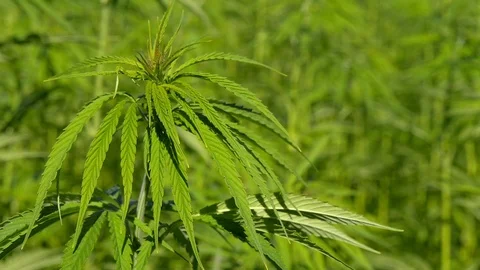 Cannabis hemp on the field. Close up. Stock Footage 91832173
