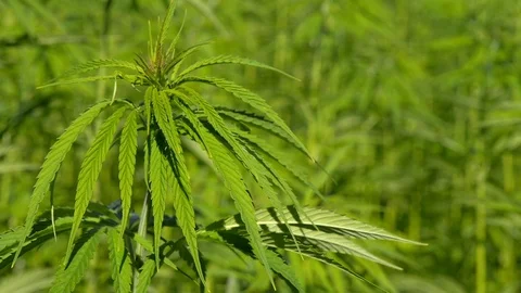 Cannabis hemp on the field. Close up. Stock Footage 91833879