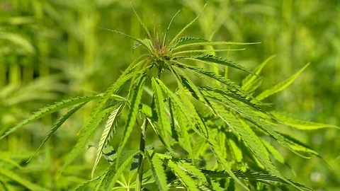 Cannabis hemp on the field. Close up. Stock Footage 91833970