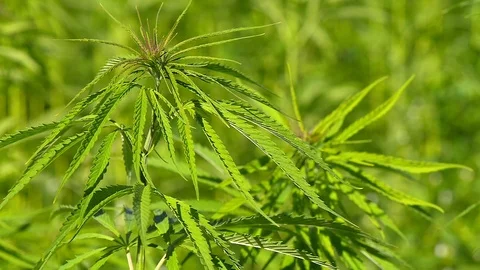 Cannabis hemp on the field. Close up. Stock Footage 91834022