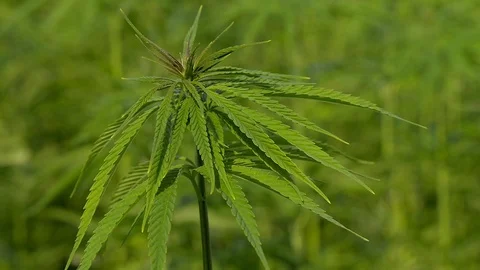 Cannabis hemp on the field. Close up. Stock Footage 91835136