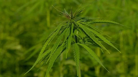 Cannabis hemp on the field. Close up. Stock Footage 91836504