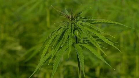 Cannabis hemp on the field. Close up. Stock Footage 91836844