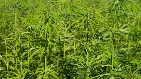 Cannabis hemp on the field. Stock Footage 91834503