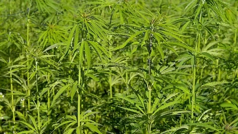 Cannabis hemp on the field. Stock Footage 91847077