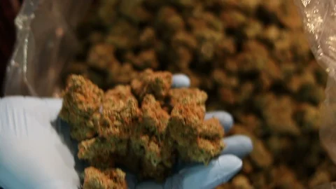 Cannabis Industry Worker Observing Fresh Hand Trimmed Medical Marijuana Stock Footage 96796161