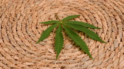 Cannabis leaf on abstract background. Side view. Stock Footage 221777841