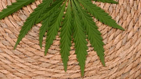 Cannabis leaf on abstract background. Side view. Stock Footage 221779366