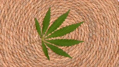 Cannabis leaf on abstract background. Side view. Stock Footage 237263223