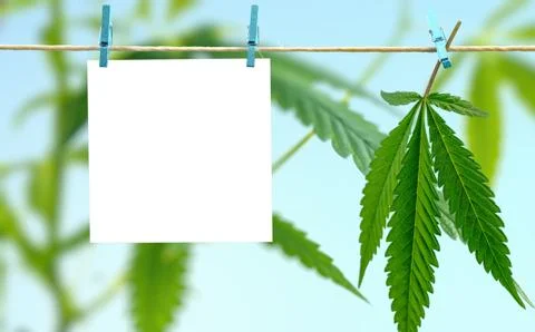 Cannabis leaf and empty paper paper hanging on hemp rope Stock Photos