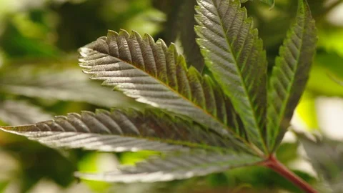 Cannabis leaf and flower Stock Footage 100993955