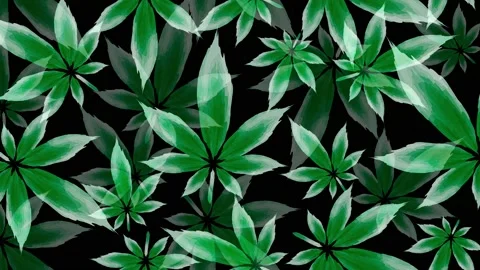 Cannabis leaf background animation  Stock Footage 150194382