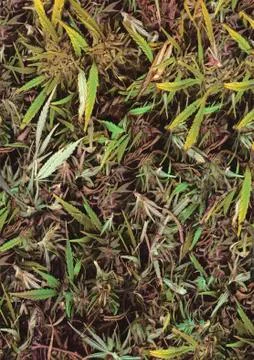 Cannabis leaf background Stock Photos