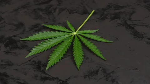 Cannabis leaf on a black abstract background. Side view. Stock Footage 221768426